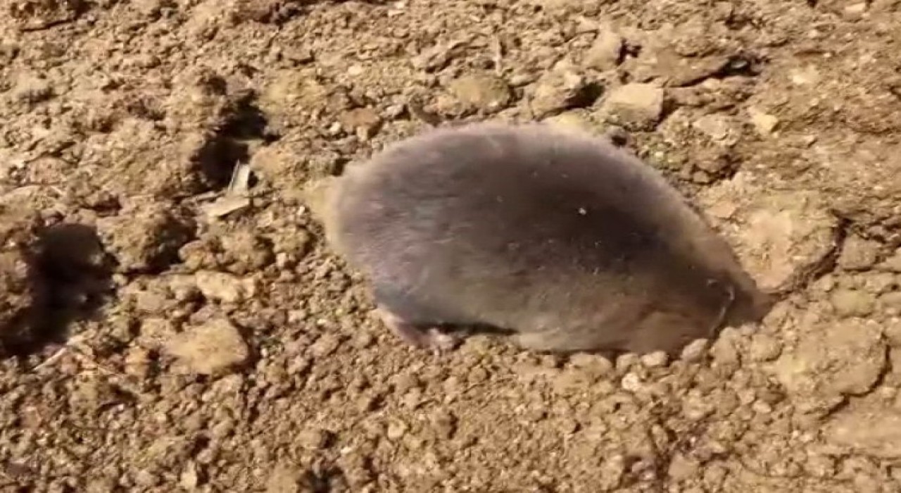 Tuncelide yuva yapmak için kazı yapan köstebek kameraya yansıdı