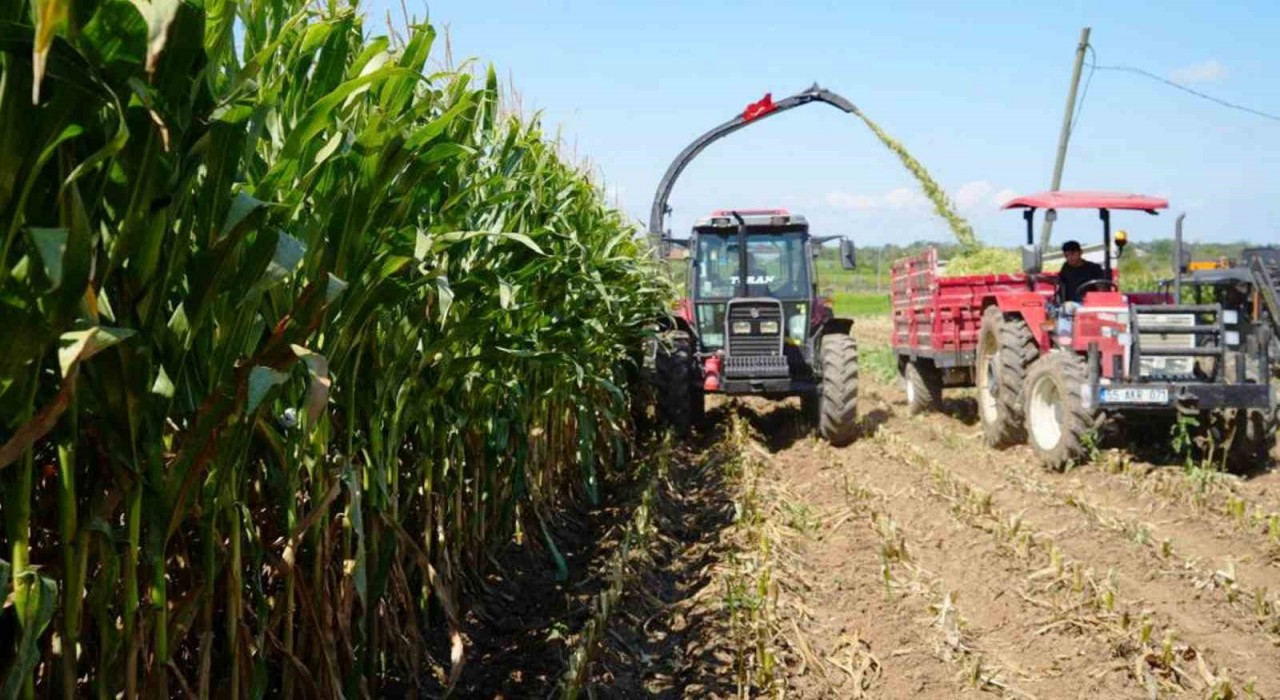 Türkiyenin hayvancılık yemleri Samsundan karşılanıyor