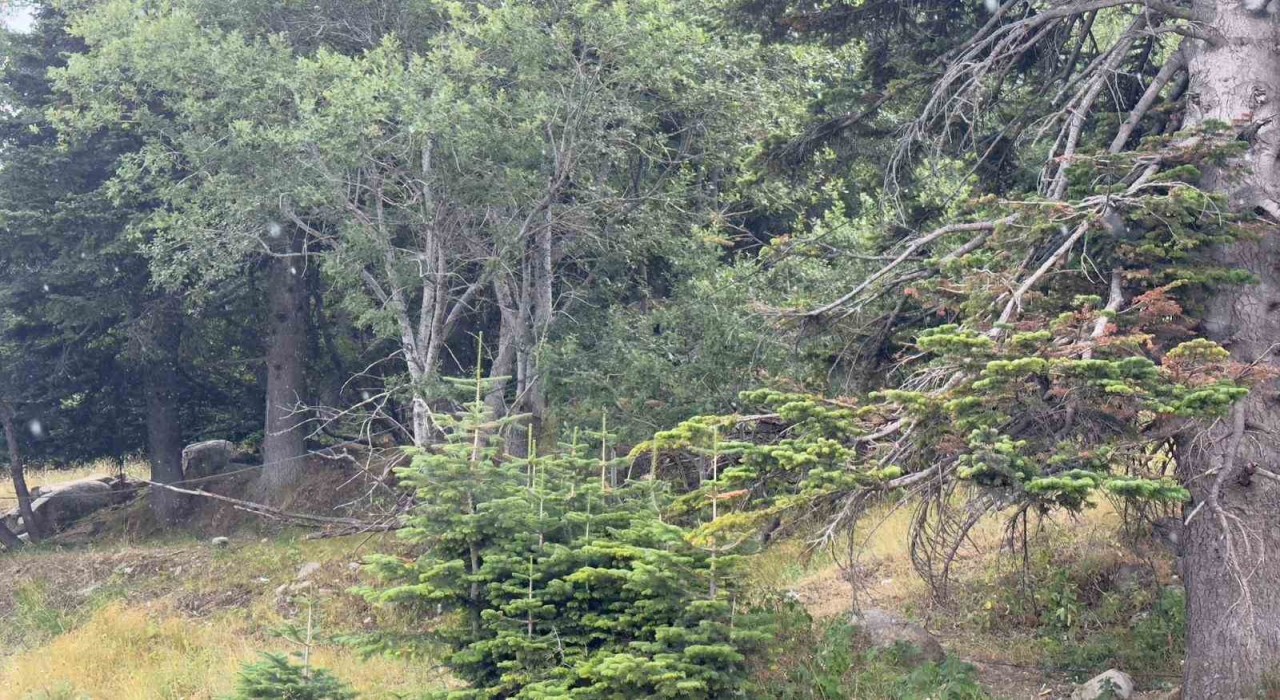 Uludağ 10 dakikalık yaz yağmuruyla serinledi