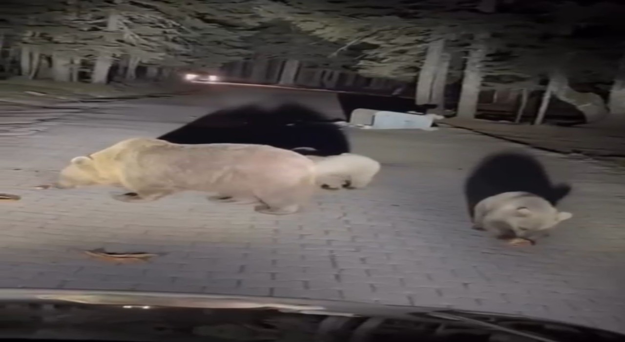 Uludağda ayıları görmek isteyen vatandaşlardan tehlikeli hareketler