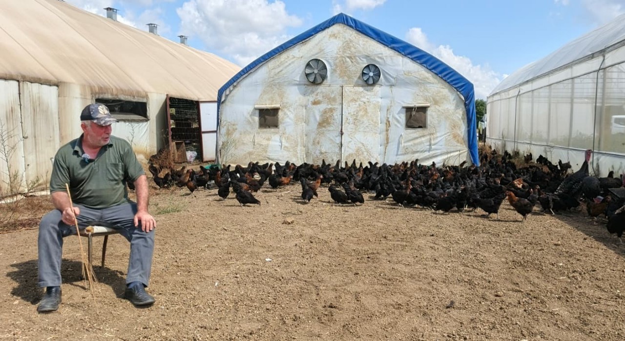 Üreticilere yüzde 50 hibeli 16 bin tavuk