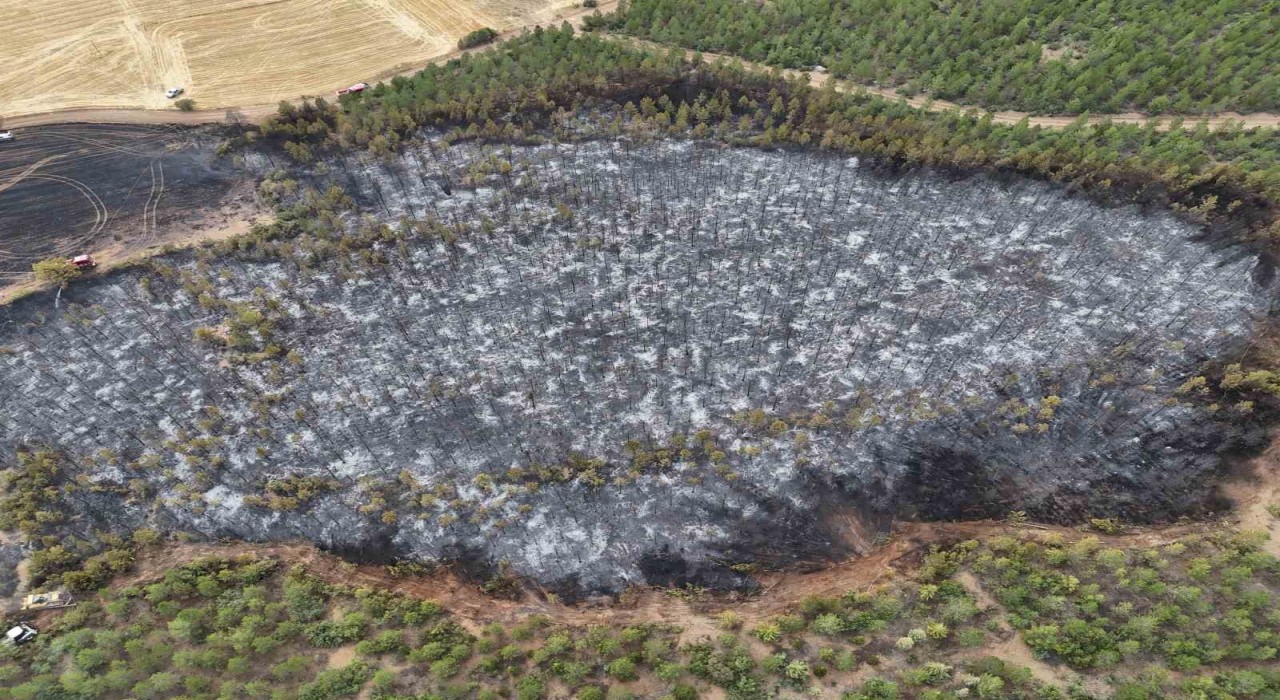 Uşakta ormanlık alana sıçrayan yangın söndürüldü
