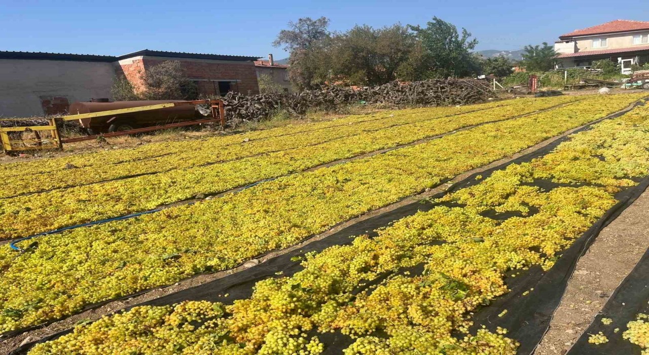Üzümde fiyat belirsizliği hem üreticiyi hem de çalışanları tedirgin ediyor