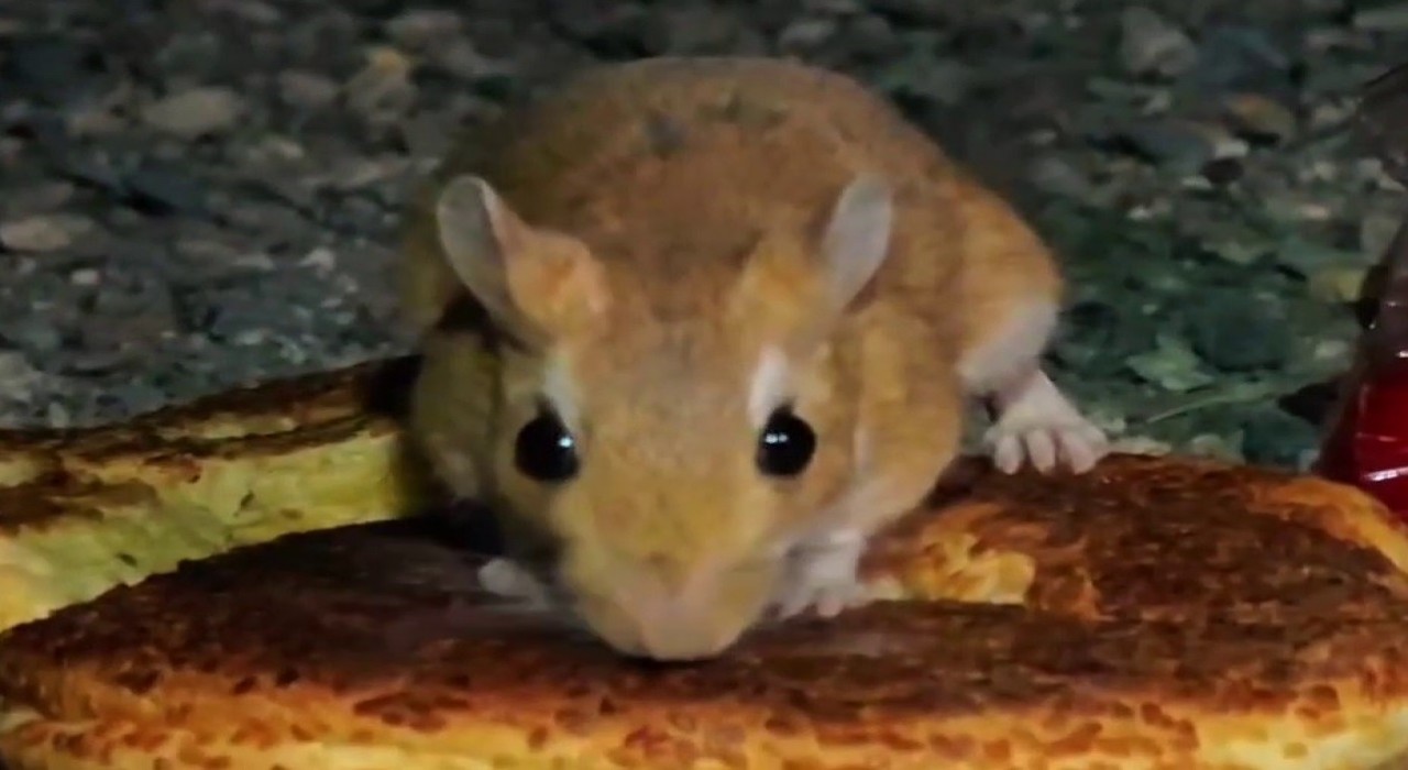 Uzunderede nesli tükenmekte olan Arap Tavşanı görüntülendi