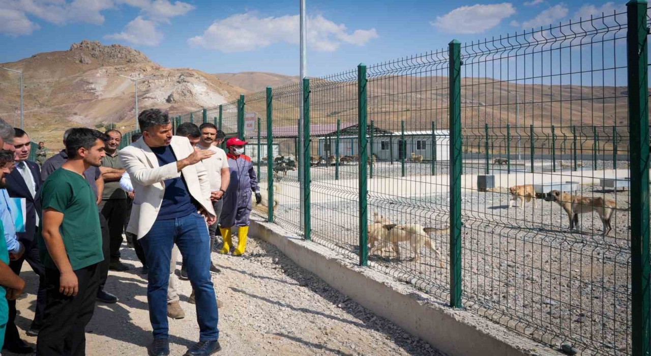 Vali Çelik: Sokak hayvanları için güvenli, sağlıklı yaşam alanları oluşturuyoruz