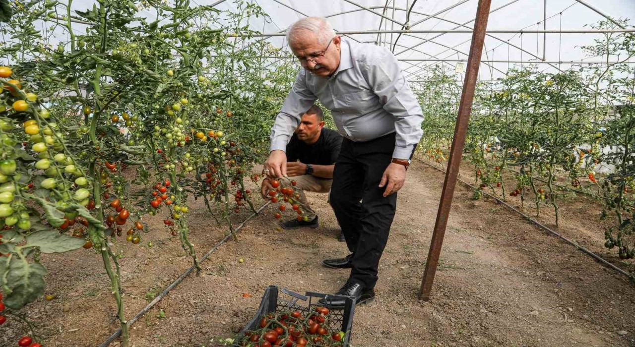 Vanda ata tohum ile elde edilen ürünlerin hasadı yapıldı