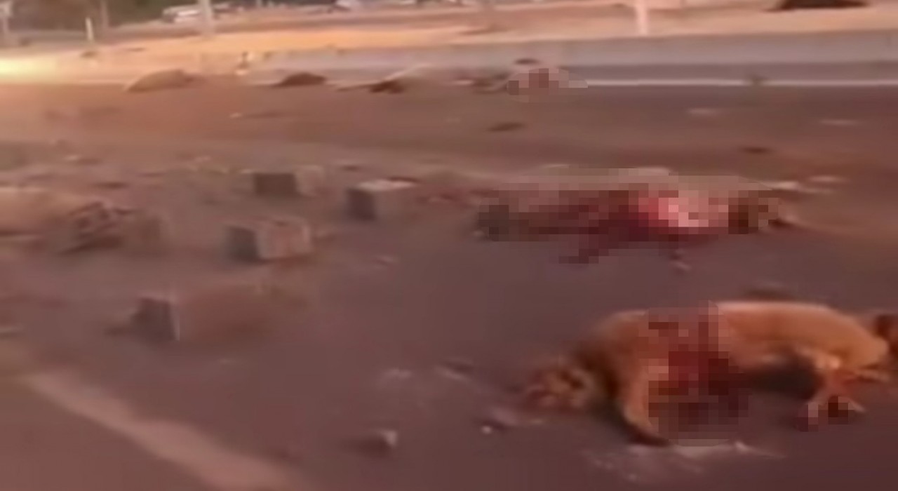 Vanda kamyonet sürüye çarptı: 37 koyun telef oldu