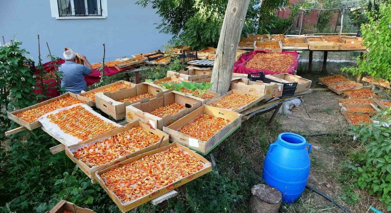 Vanda kayısı kurutma dönemi başladı