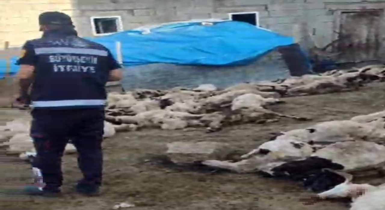 Vanda kurt saldırısı: 111 koyun telef oldu