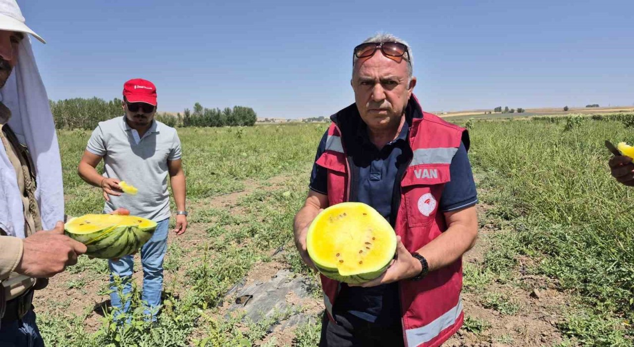 Vanda sarı karpuz dönemi başladı