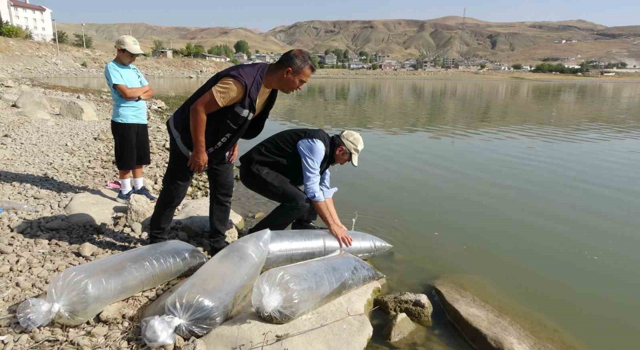 Vandaki göllere 450 bin yavru sazan bırakıldı