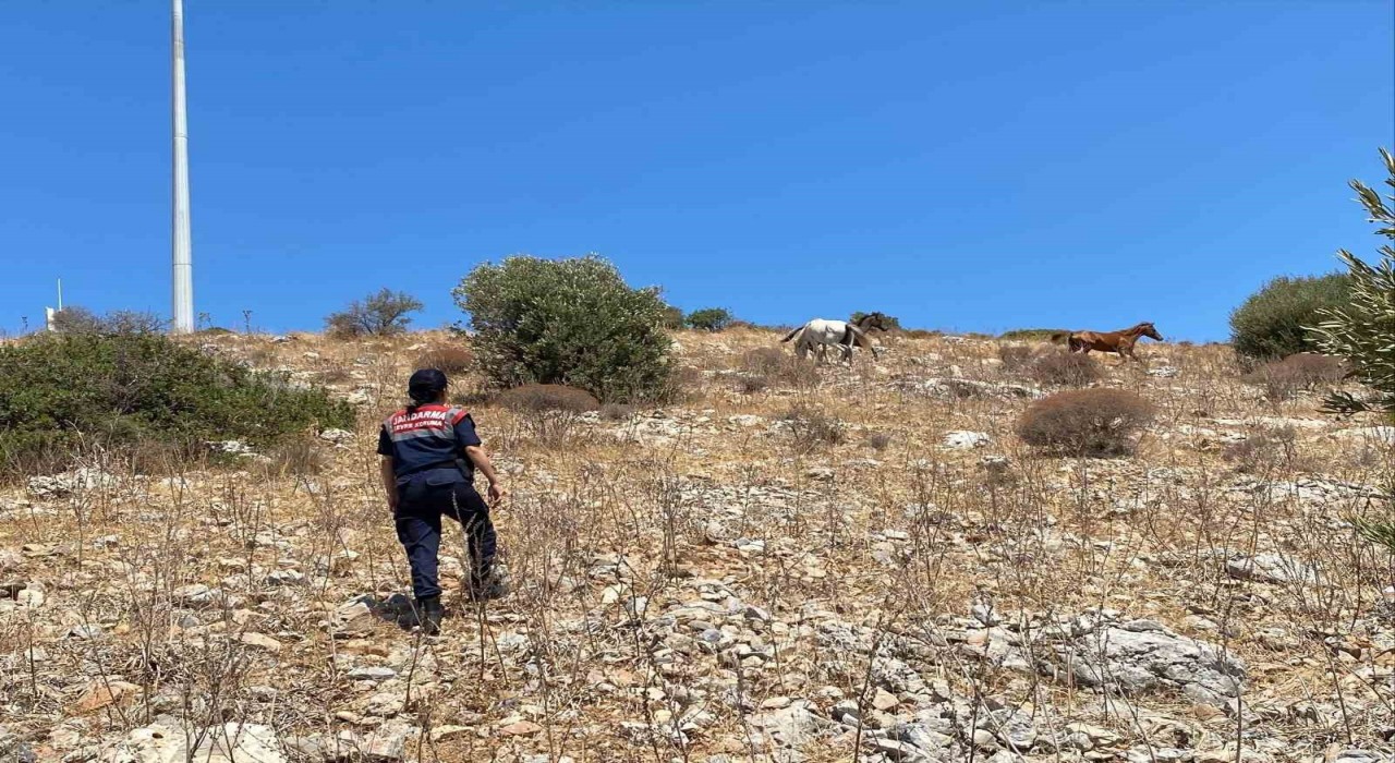 Yaban hayatın son sığınağında jandarmadan denetim