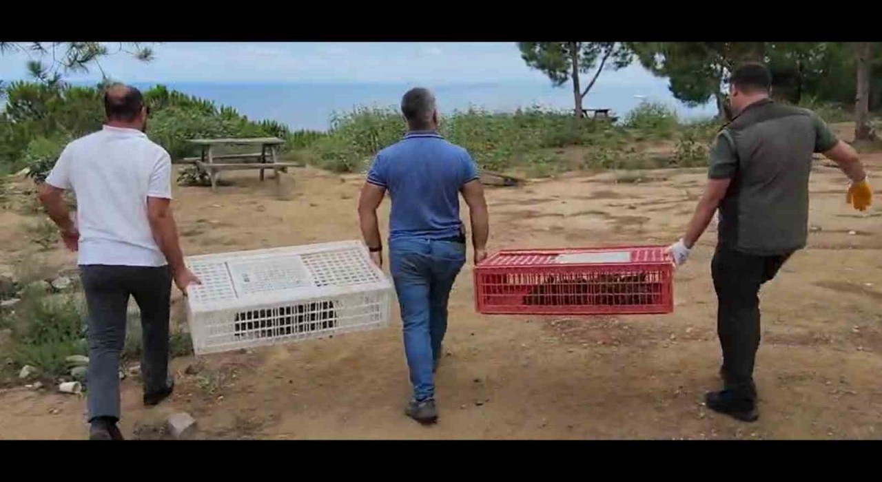 Yalova Esenköyde 100 kınalı keklik doğaya salındı