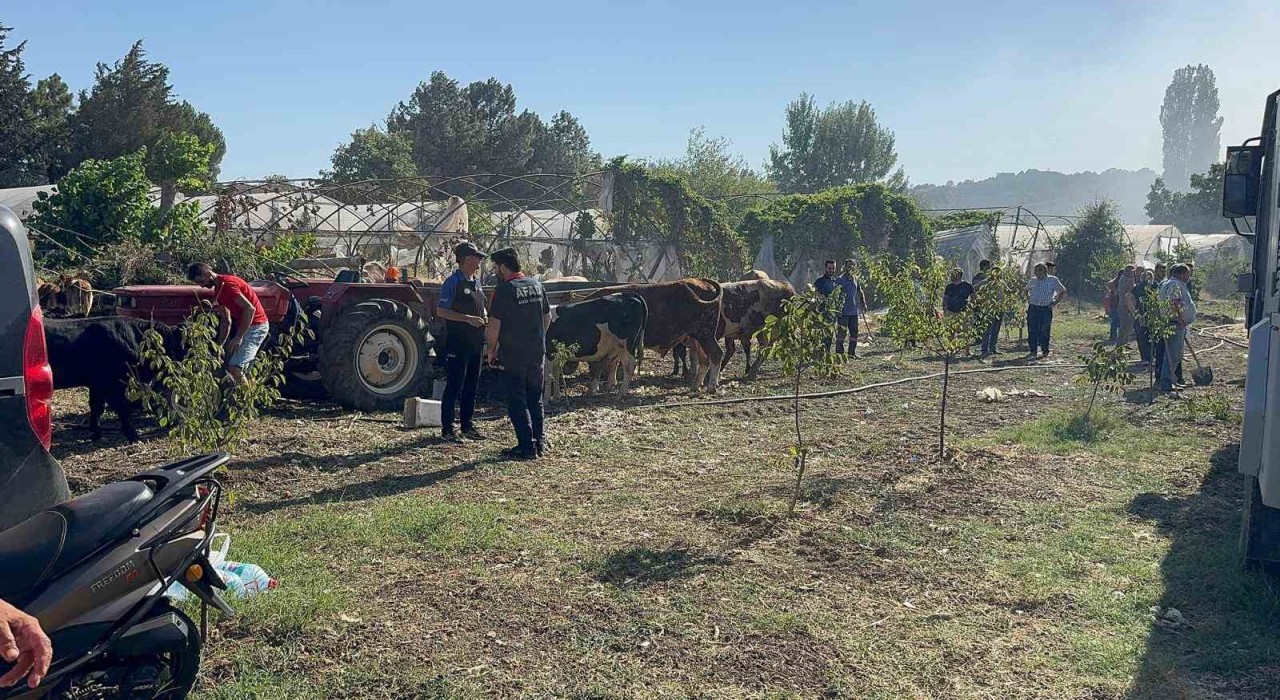 Yalovada büyükbaş hayvanlar alevlerden son anda kurtarıldı