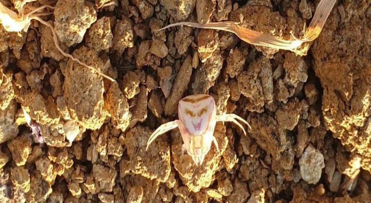 Yalovada insan yüzlü örümcek görüldü