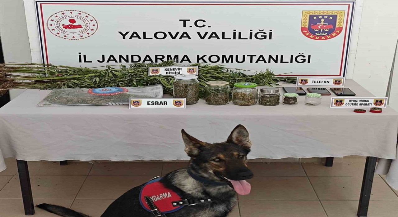 Yalovada ormanlık alanda yasa dışı kenevir ekimi yapan 3 şüpheli yakalandı