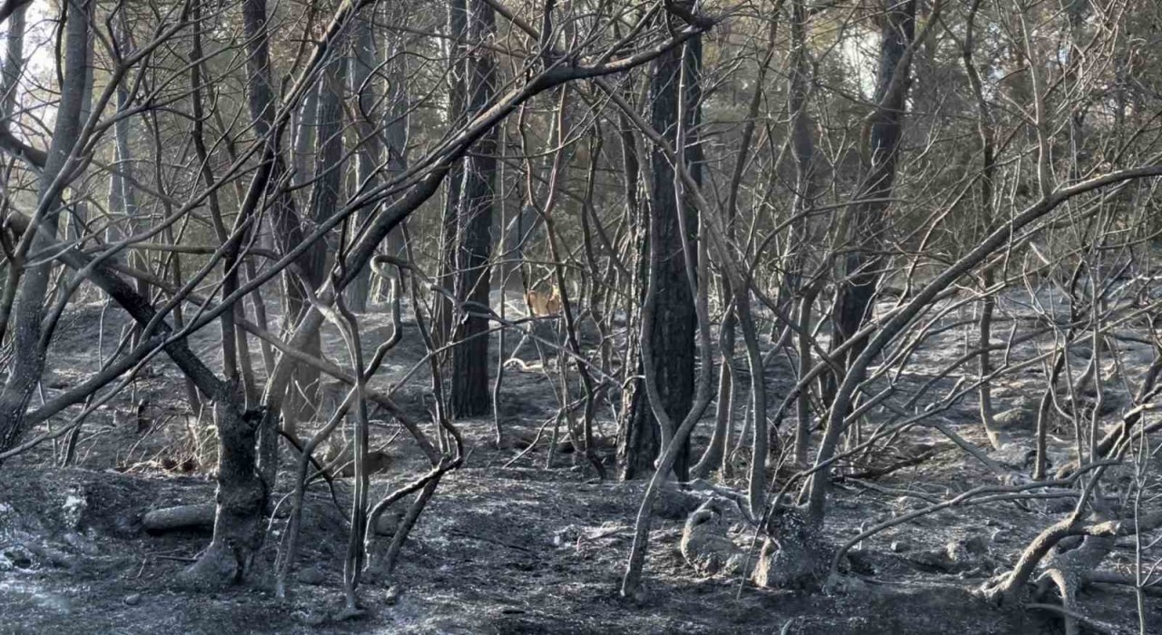 Yangından kaçan karaca görüntüleri kameralara yansıdı