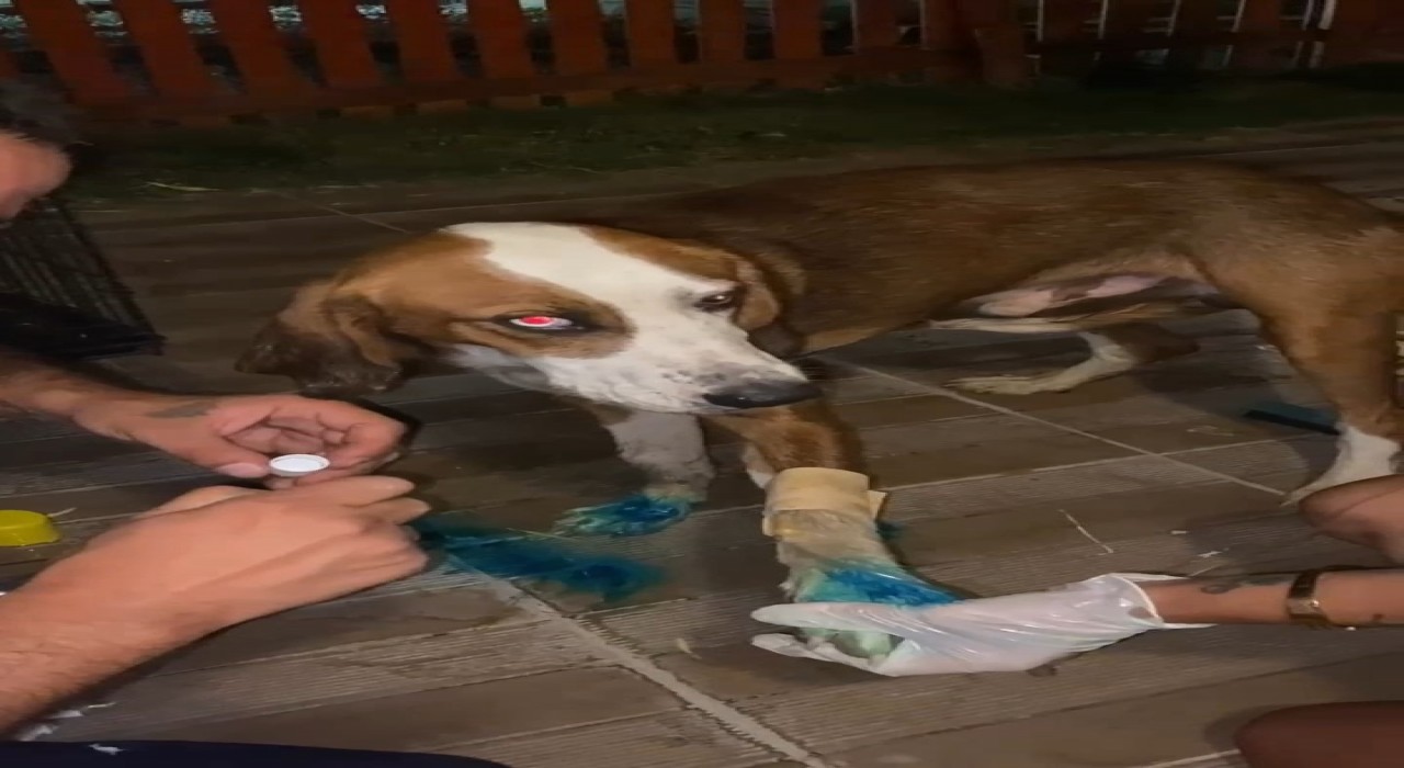 Yangından kurtarılan Bıdık Emekli Hayvanlar Çiftliğine sığındı