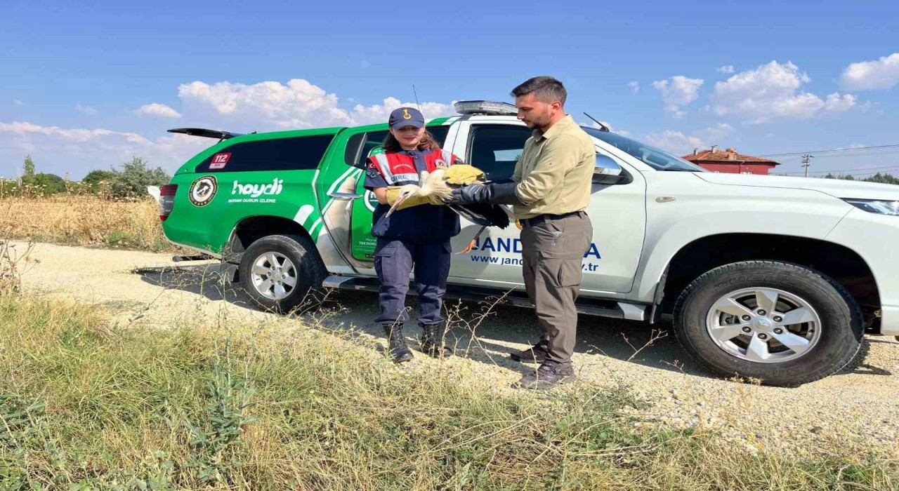 Yaralı leyleğin imdadına jandarma yetişti