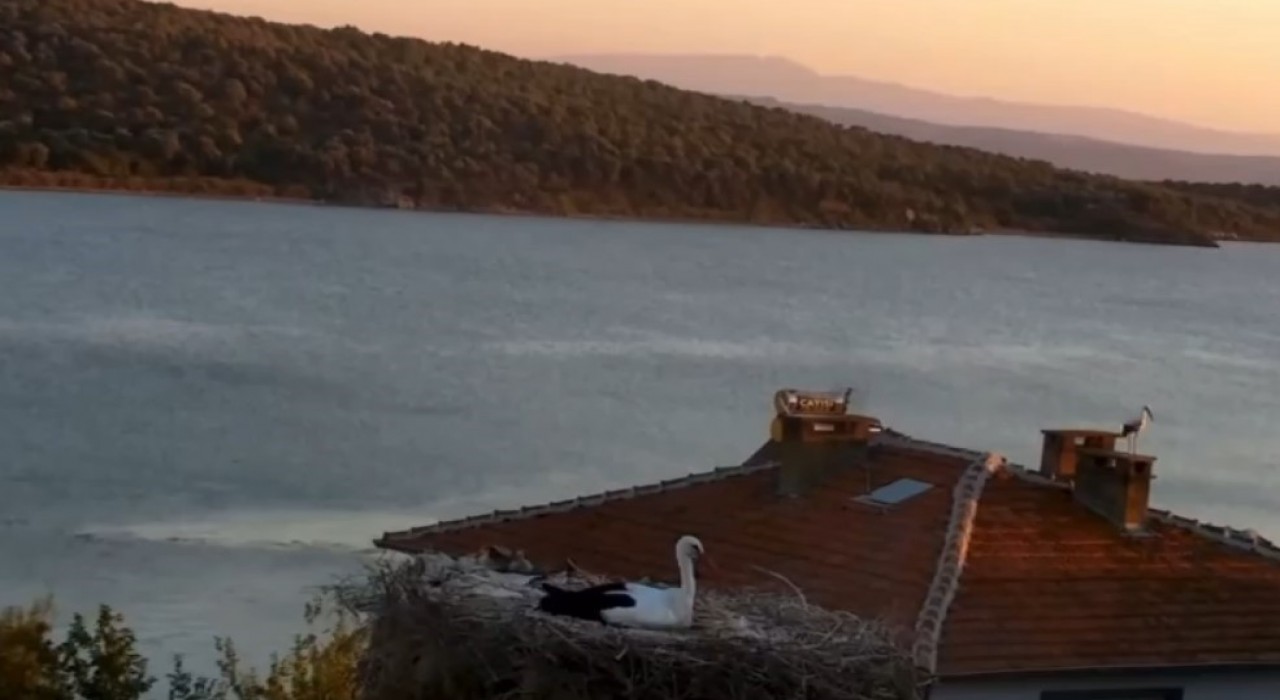 Yaren Leylek depremi önceden hissetti