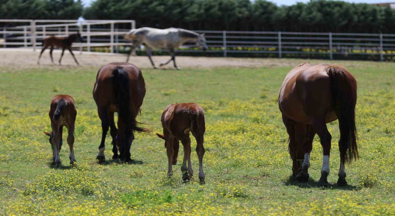 Yaşları küçük, değerleri milyon