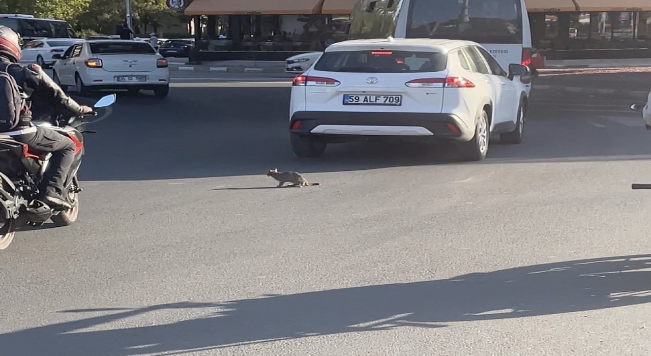 Yavru kedi trafikte sürücülere zor anlar yaşattı