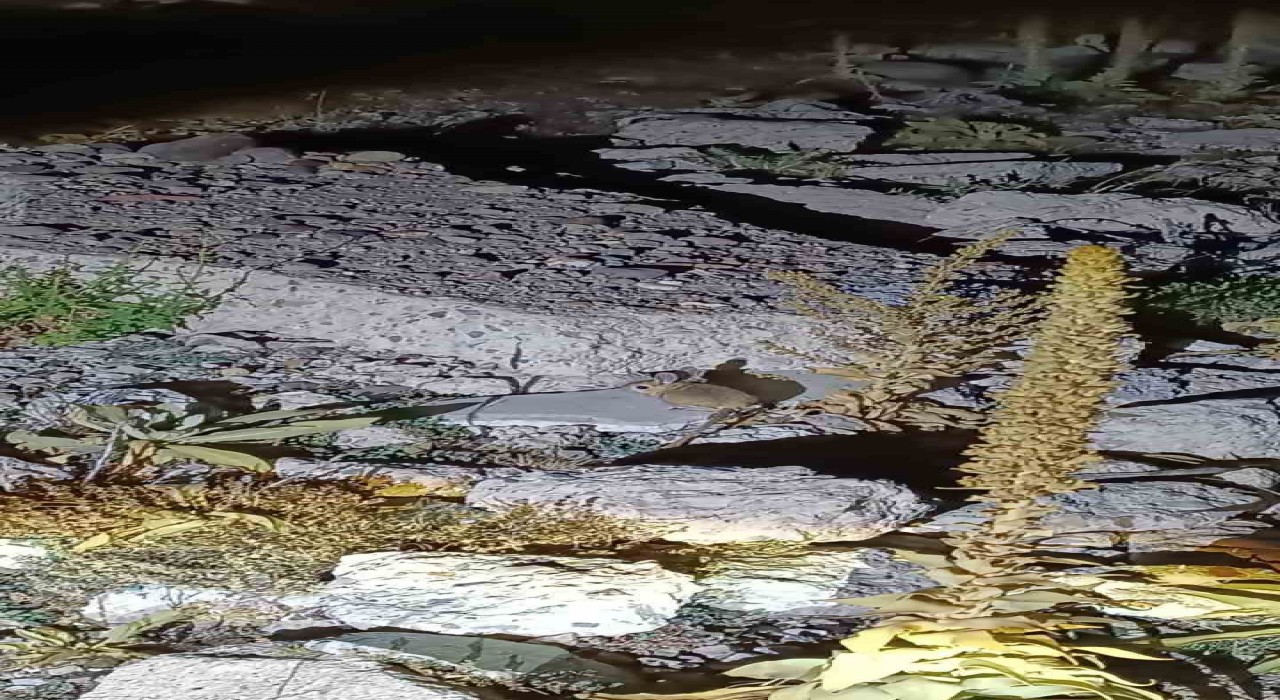 Yaylada nadir Arap Tavşanının görüldüğü iddiası