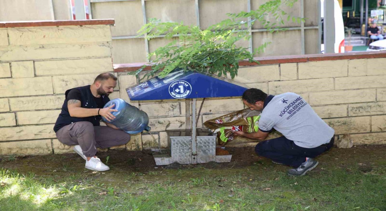 Yazın sıcak günlerinde Küçükçekmece Belediyesinden sokak hayvanlarına can suyu çağrısı