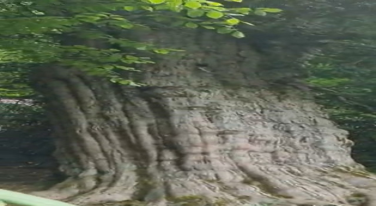 Yeryüzündeki en yaşlı ağaçlardan birisi Türkiyede: 4121 yıllık porsuk