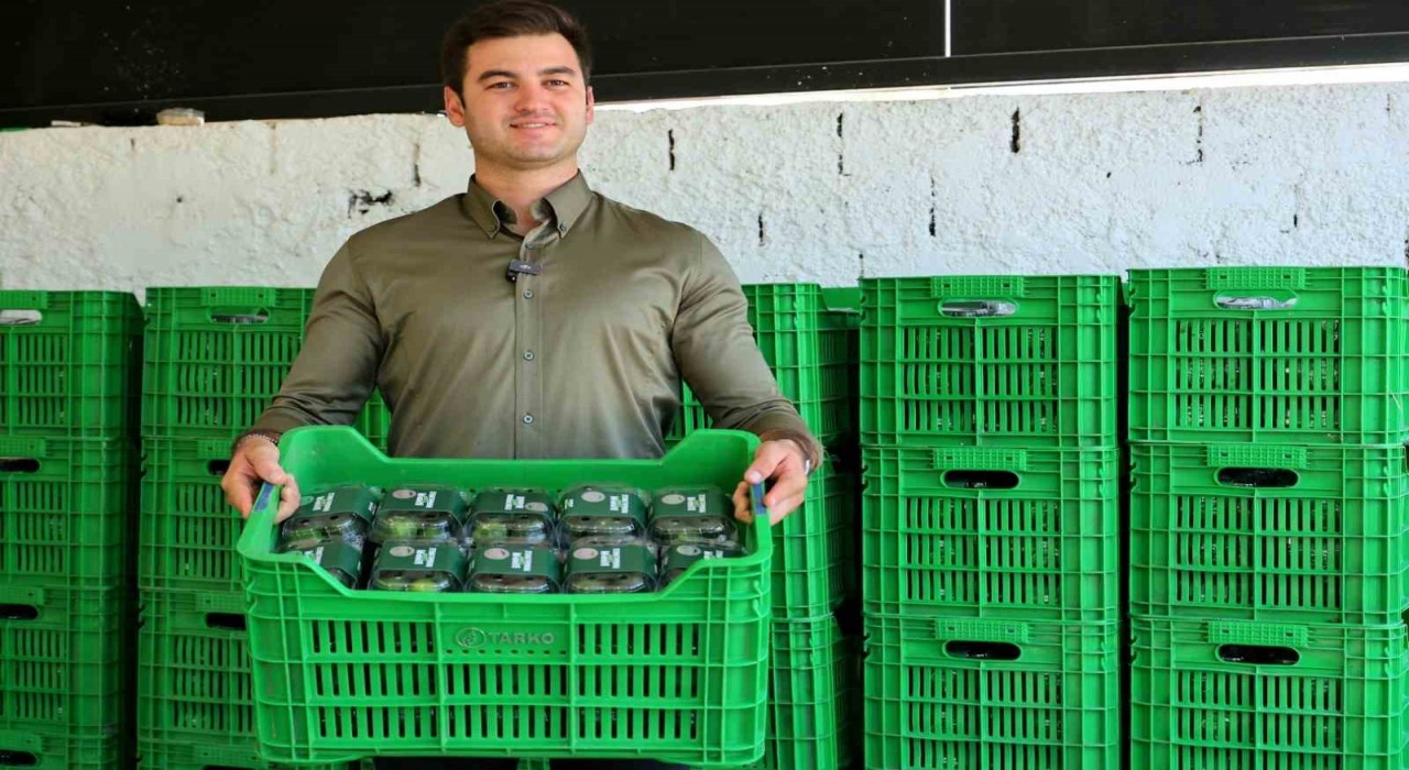 Yeşil Bodrum Mandalini, vatandaşla buluşuyor