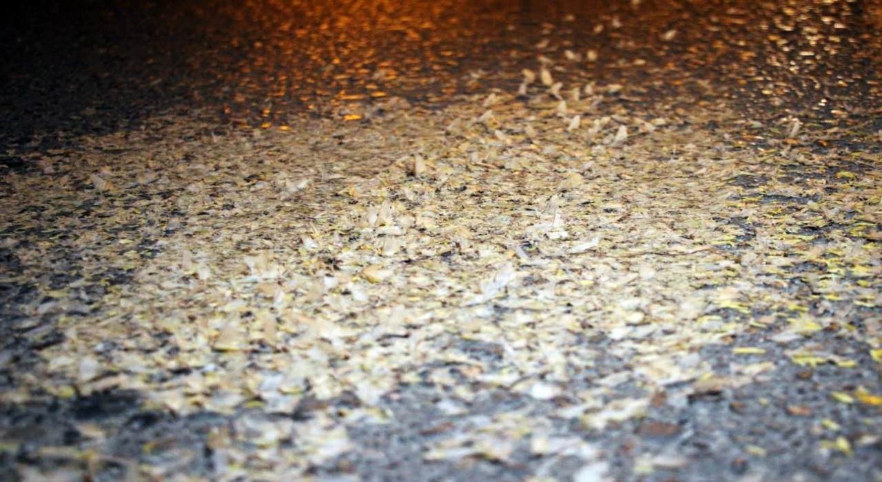 Yol beyaza büründü: Kar değil, birgün sineklerinin ‘ölüm dansı