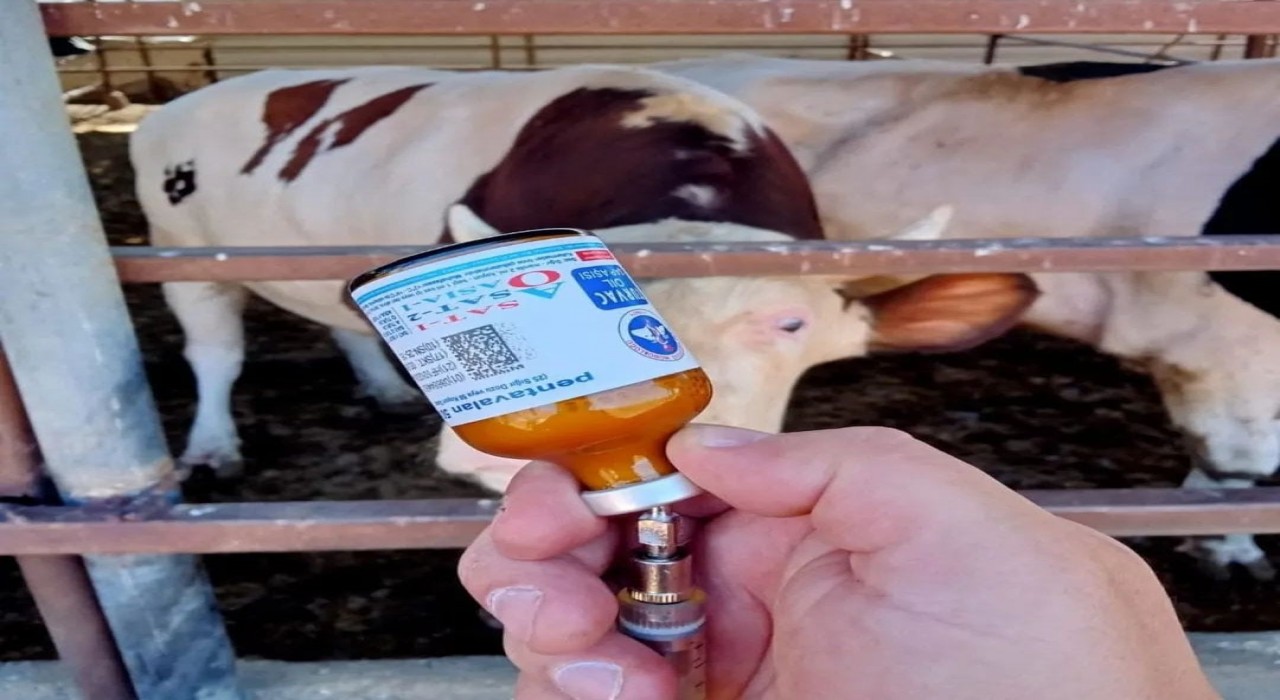 Yozgatta kapatılan hayvan pazarları yeniden açıldı