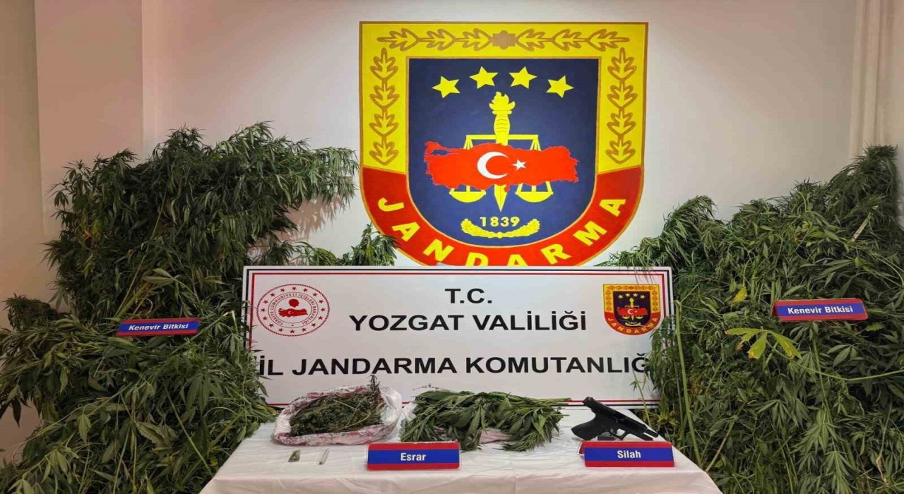 Yozgatta uyuşturucu operasyonu: Bin 135 kök kenevir ele geçirildi