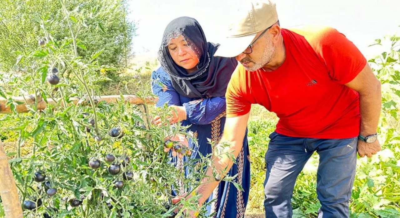 Yüksekovada siyah domates 2 senedir aynı çiftçi tarafından yetiştiriliyor