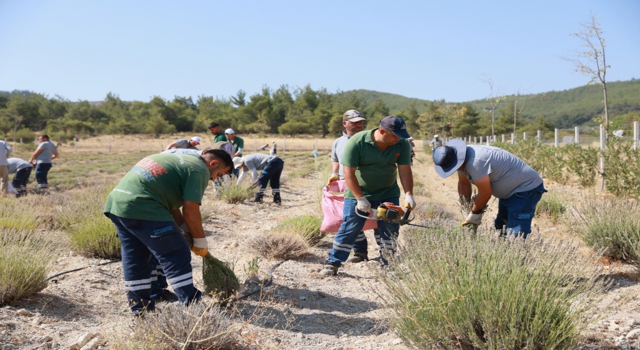 Yunusemrede lavanta hasadı başladı