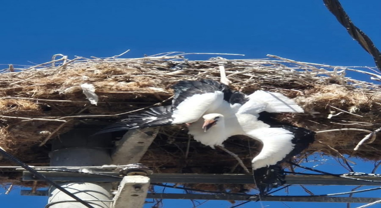 Yuvasına takılı kalan leylek böyle kurtarıldı