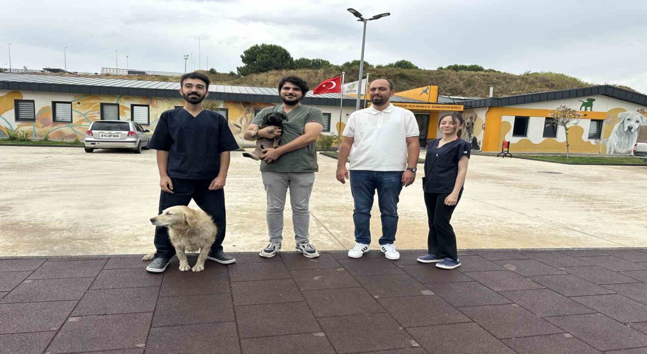 Zifte bulanan yavru köpek rehabilitasyon merkezinde yaşama tutundu