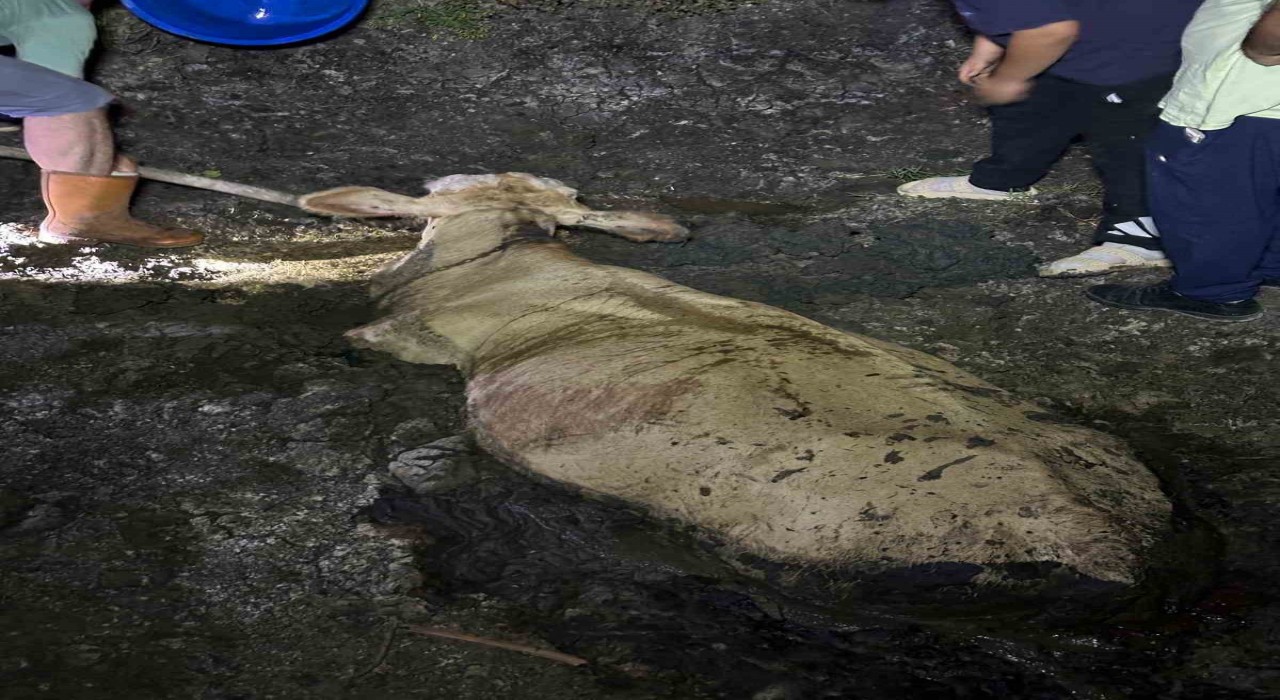 Zonguldakta kaybolan büyükbaş hayvan bataklıkta bulundu