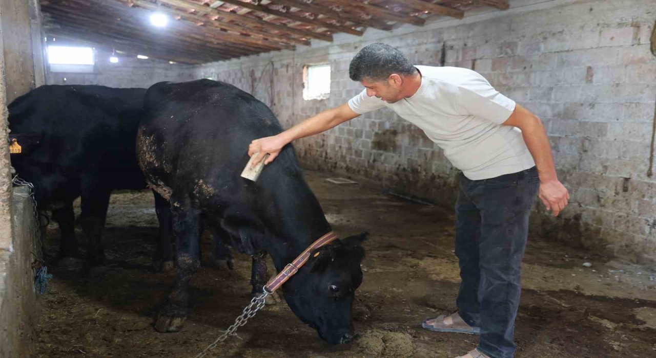 ‘ Kırsalda Bereket Hayvancılığa Destek projesi ilk meyvesini verdi