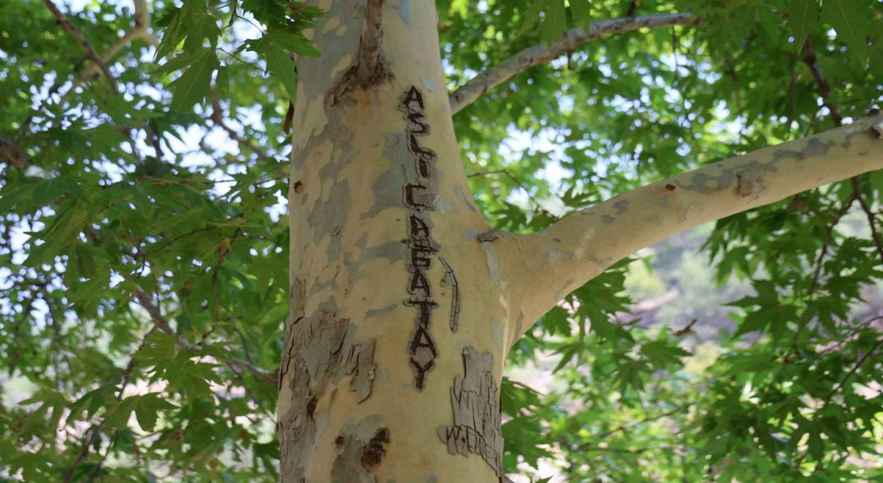 45 yıllık çınarı yazı tahtasına çevirdiler: Vatandaş çuvalla koruma altına aldı