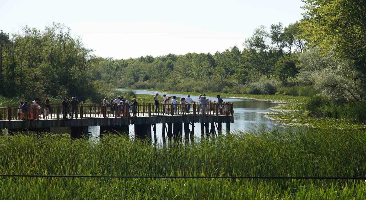 Acarlar Longozu yaz sezonunda ziyaretçi akınına uğradı