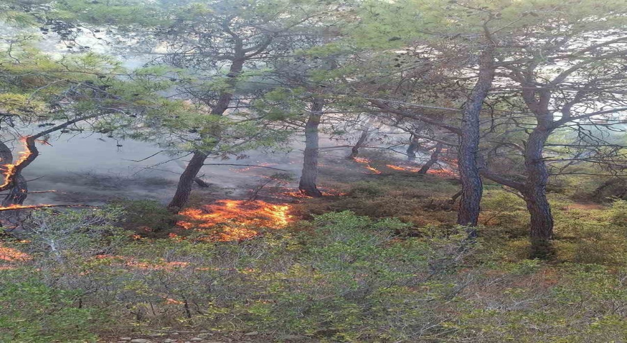 Adanada orman yangını