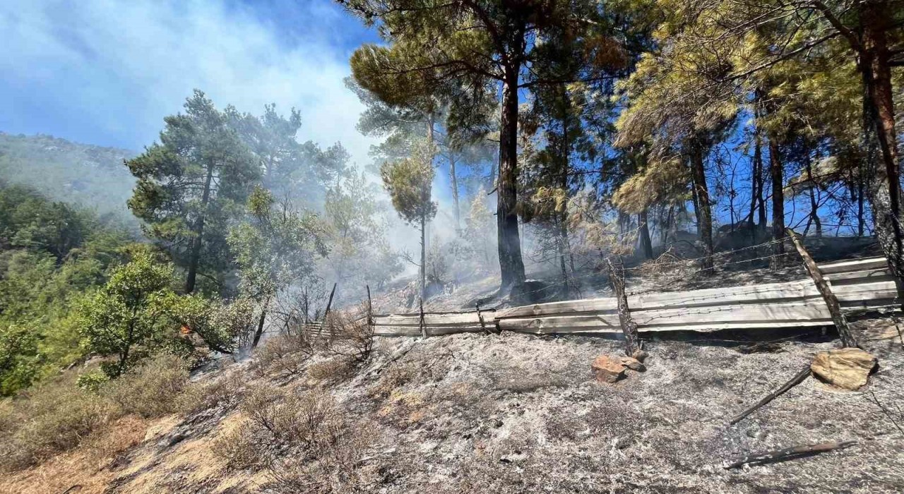 Adanada orman yangını çıktı