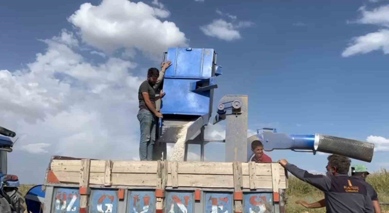 Adilcevazda fasulye hasadı başladı