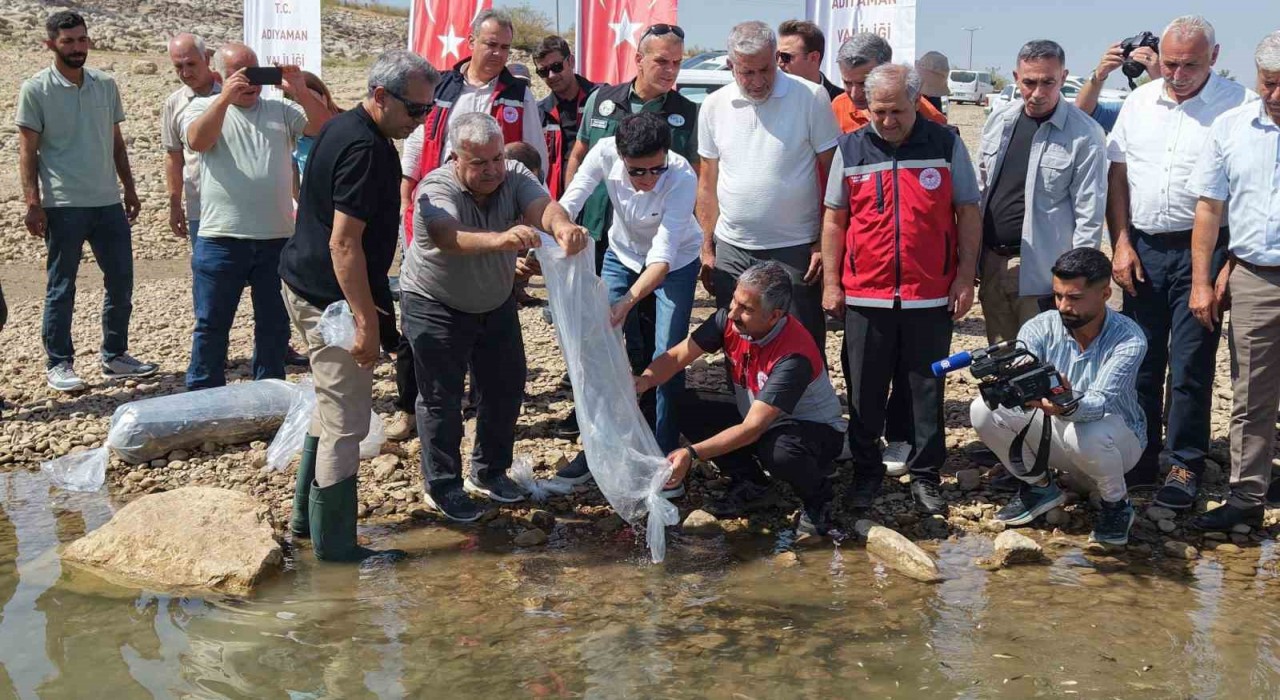 Adıyamanda 1 milyonun üzerinde yavru sazan doğaya bırakıldı