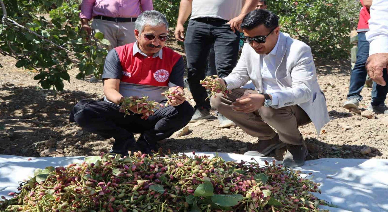 Adıyamanda Antep Fıstık hasadı başladı