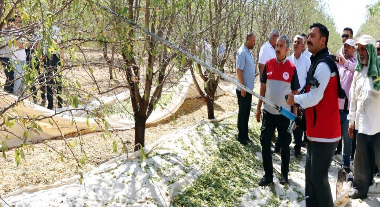 Adıyamanda badem hasadı düzenlendi