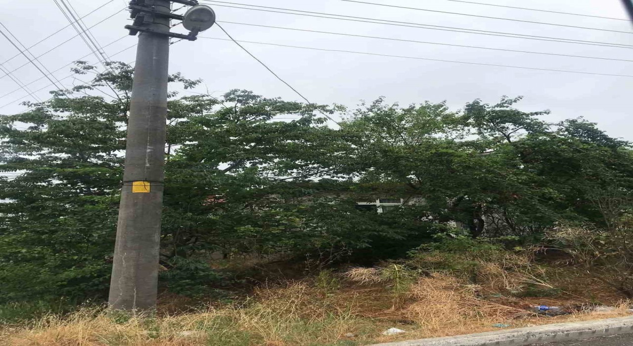 Ağaçların içinden geçen elektrik telleri tehlike saçıyor