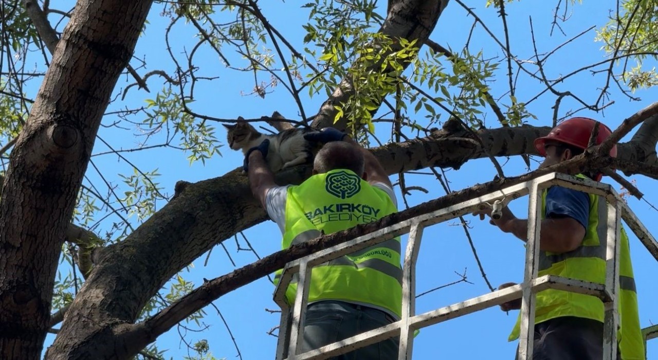 Ağaçta 3 gündür mahsur kalan kedi kurtarıldı