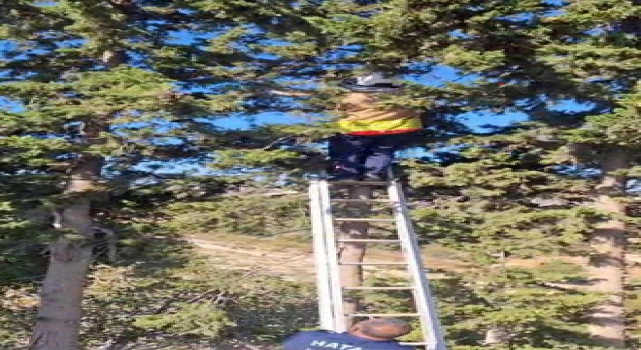 Ağaçta mahsur kalan kedi, merdiven yardımıyla kurtarıldı